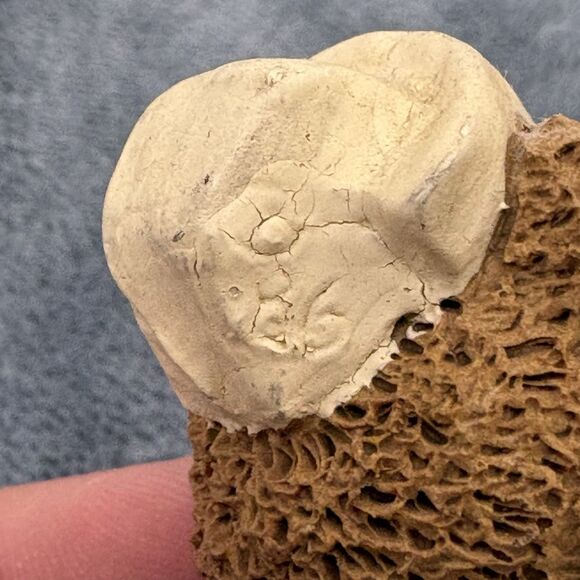 1986 Carolyn Carpin Nurse Bear Resin Figurine - Picture 5 of 6